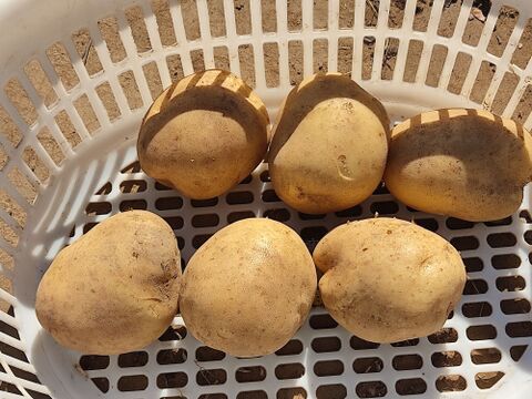 🥔採れたて新ジャガ✨農薬・化学肥料不使用「ニシユタカ」3kg　Mサイズ🥔