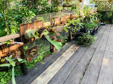 〜優しい空間を〜　苔玉ガジュマル