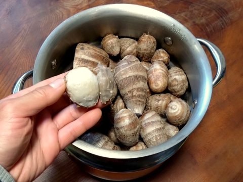 【自然栽培】栗のようにホクホク甘い里芋 八つ頭 1kg 里芋好きの方にはもちろん！苦手な方にもオススメ♪