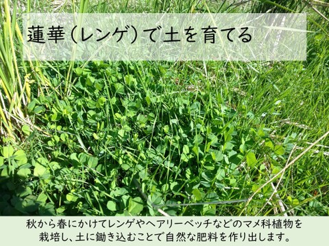 10kg　玄米食に最適！「はるみ」自然栽培米　農薬不使用　玄米 玄米食に最適「品種：はるみ」自然栽培米 10kg：神奈川県産のお