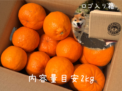 【濃厚な味と香り＆種あり】今津ぽんかん《ご家庭用 2kg》｜サイズ混合｜愛媛・西宇和産