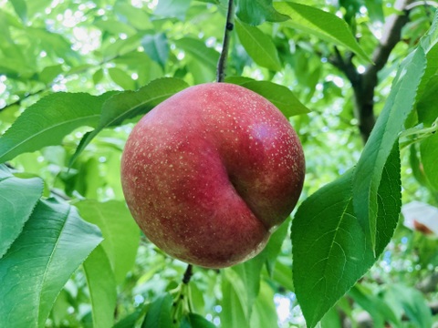 レア桃🍑ネクタリン🍑ハネージュ（約2kg6-9玉入り）夏ギフト・贈答用に！