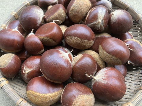 小粒ですが、美味しさは変わりません！生栗(洋栗、約２キロ入り)