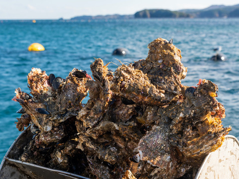 【生食用】東北有数生牡蠣の名産地志津川湾より直送‼︎ 
ぷりぷり生牡蠣 　ご注文受け付け後水揚げ！生食用　真牡蠣2kg(kg/5〜8個)