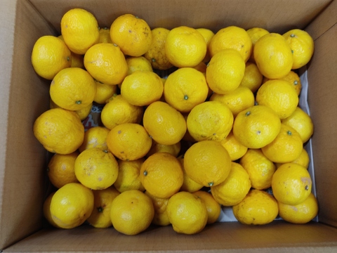 希少品種　こつぶっこ　媛小春　4キロ