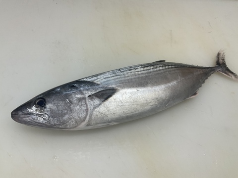 【秋の旨い魚】迷いハガツオ/キツネ/3.3～3.5㎏前後/半身フィレ/脂のり旨いです【今だけ生で送ります】