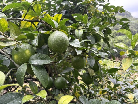 佐賀県太良町産マイヤーレモン箱込3kg