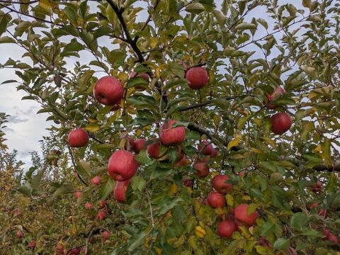 先行予約！「サンふじ食べ飲みづくしセット小玉りんごとりんごジュース詰め合わせセット