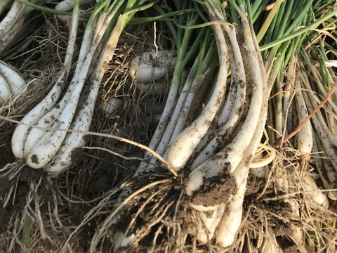 【長岡産】ラッキョウ(1kg)