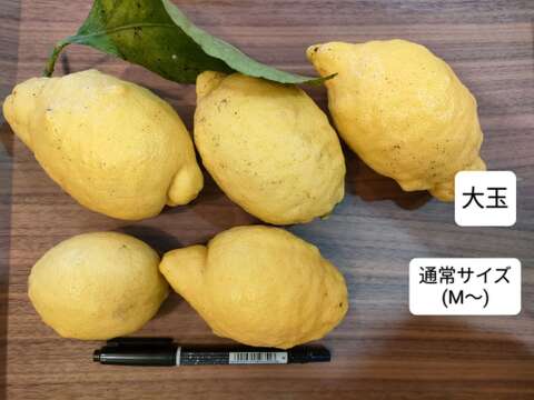 【大玉/1.5kg】迫力満点！大きな瀬戸田産レモン【等級混合】