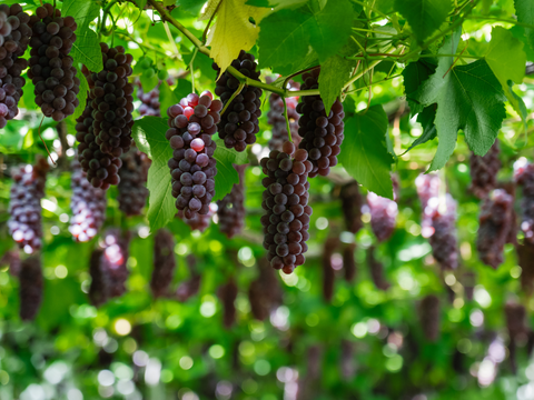 【2026年予約販売】甘さはじける！デラウェア1kg（5-7房）【お中元】