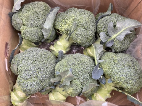 ブロッコリー　6玉　約1.5kg