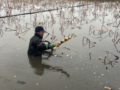 【常温便】「おてごろBOX」産直レンコンを気軽にお取り寄せ！！訳アリお得な