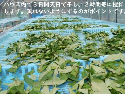 日本山人参粉末（ヒュウガトウキ）６０ｇ栽培期間中は農薬・化学肥料不使用、本場大分県産　品質に自信あり