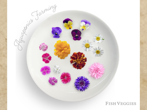 エディブルフラワー食べるお花‼️ エディブルフラワー【ビオラ】紫系セット‼️