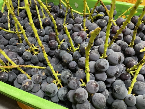 【福袋2025】3~5品種お楽しみ♪ ぶどう詰め合わせ＜シャイン1房は確約＞