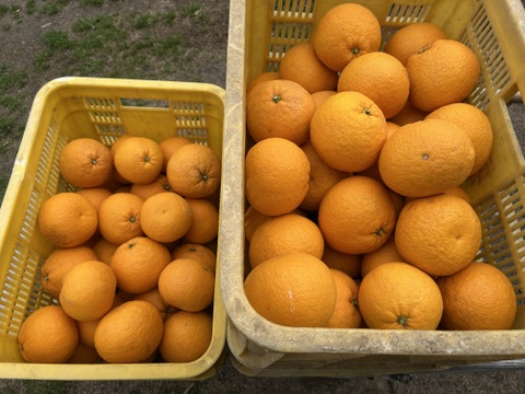 樹上完熟　木なり甘夏！　酸っぱさの中にほのかな甘みが
果汁たっぷりでとってもジューシー。
350〜500g の大玉を5kg（箱込み）でお届け。