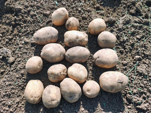 【栽培期間中　農薬不使用】ポテサラに最適！甘みとコクのホクホクじゃがいも＊デジマ＊デジマ（2kg）