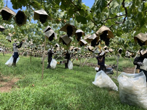 【ご自宅用】巨峰1.2kg箱　THE・黒系の王道品種