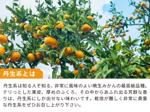 蔵出しみかん丹生系10kg｜和歌山県海南市下津町産。晩生みかんの最高級品種
