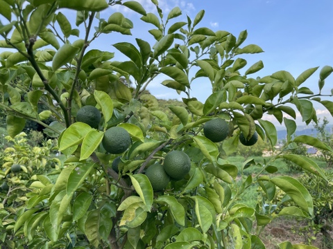 自然栽培かぼす５㎏箱詰-農薬不使用・無肥料・無除草剤