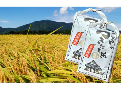 新潟県弥彦村石井農園　令和7年産コシヒカリ【白米 10kg】