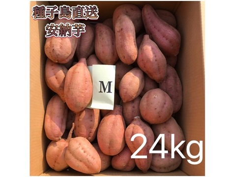 【絶品】aimo農園｜安納芋 Mサイズ 24kg(箱別)