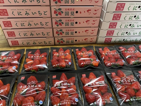 朝摘みいちご🍓まほろばの朱(あかり) 秀品おいCベリー200g×8パック【冬季限定1.6㎏】