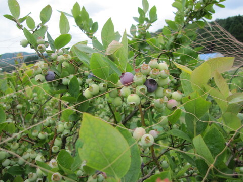 ”プロアスリート監修”　蒜山高原産　トウモロコシ　ドルチェ 4.5kg(９本～１２本）必ずクール便を選択してください（2025年度は8月10日まで）