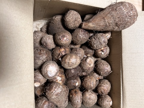 （Ｓ~２Ｌ）独特のぬめりとねばり！！さといもＳ~２Ｌサイズいろいろアソート（３Ｋｇ）