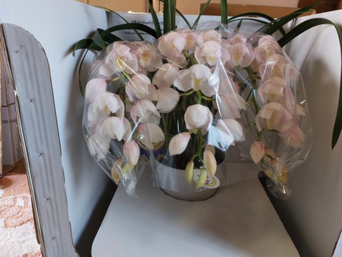 シンビジウムアーチ仕立て3本立