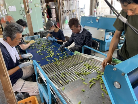 【毎朝収穫中！】枝豆 えだまめ フルーツ枝豆 2kg 秋田県産 横手市産 まるで果物！甘くておいしい 産地直送 農家直送 朝穫れ