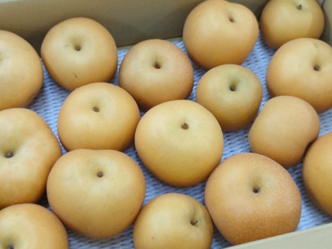 【加工向け】梨 おまかせ詰め合わせ約3kg【緩衝材無し】