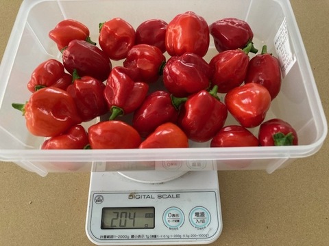 ハバネロ　200g （20～25個）神戸市北区産　激辛国産赤ハバネロ