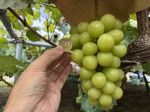 限定1点ﾓﾉ！:特大ビッグサイズ1房700g！☆山梨県産シャインマスカット贈答　ギフト　家庭用にも　予約No.15