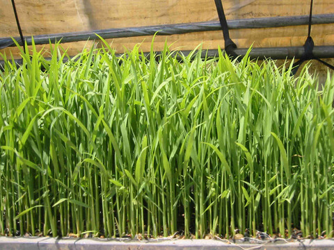 新潟県ブランド米新之助　令和6年産精米5キロ