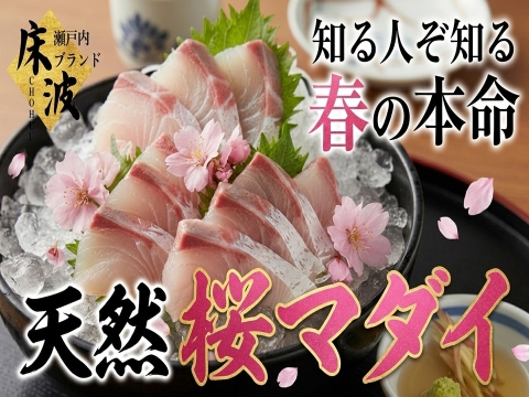 【旬魚の王様】グルメマニアが迷わず選ぶ『天然国産桜マダイ』長州床波ブランド大容量パッケージ約700g【4月上中旬予約】