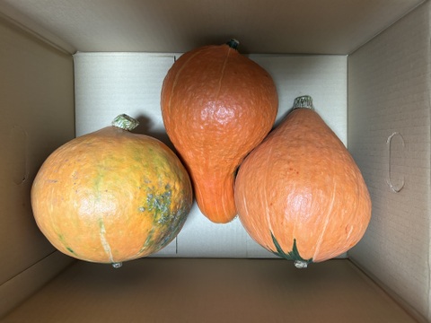 ねっとり甘味！【固定種 打木赤皮甘栗南瓜】大きめ 合計6kg~(3玉入)