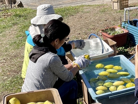 かりん仕事始めませんか？加工用本かりん4kg