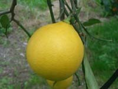 「大口特価」1.2級コミコミ　ベルガモット　９ｋｇ