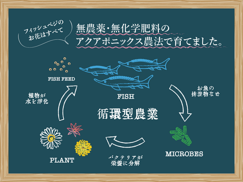 【FISH VEGGIES】ナスタチウムの葉 30枚程度　化学肥料/農薬不使用だから安心して食べられる