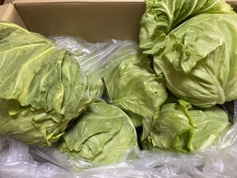 シャキシャキ！キャベツ4玉