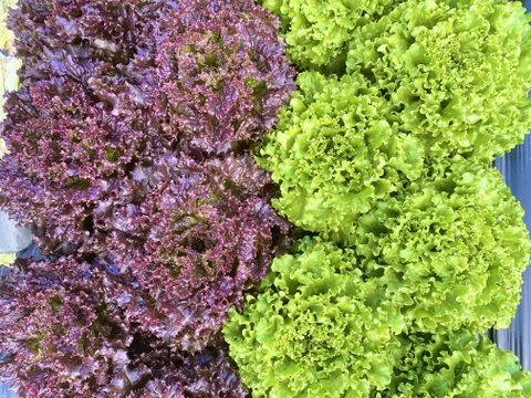2kg【数量限定】農薬不使用のリーフレタス！今だけの柔らかいレタスが食べれる！