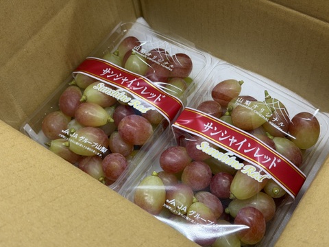 お試し価格1000円値引き【サンシャインレッド】ご家庭用(訳あり品) 粒