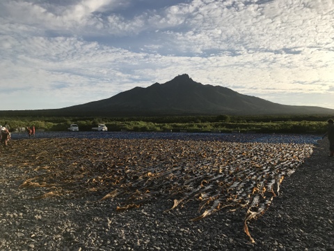 【実質送料無料】贈答・ギフトに1等級利尻昆布3年物使用850mm以上2枚入り