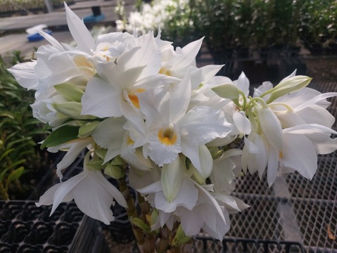 夏の蘭 フォーミディブルの切り花