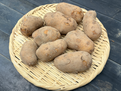 2箱限定【訳あり最終セール】煮崩れしにくい有名品種『メークイン』小粒 ジャガイモ (5kg)