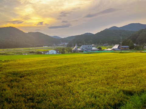 【令和８年産新米】●キヌヒカリ10kg●玄米