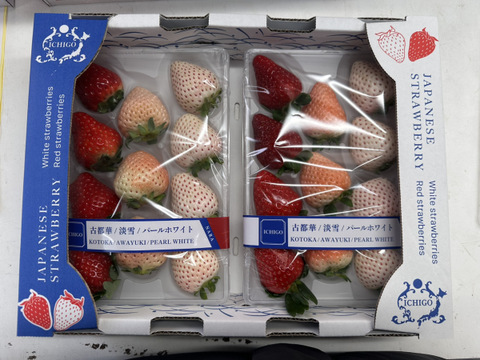 3色いちご・特選セット　250g×２P