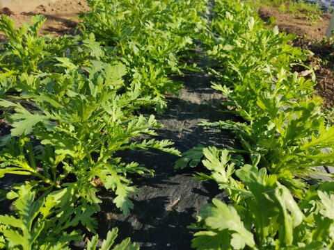 🥬香り野菜好きに！ルッコラ 約100g＆春菊 約300gセット｜クセになる大人の味｜農薬・化成肥料不使用🥬
